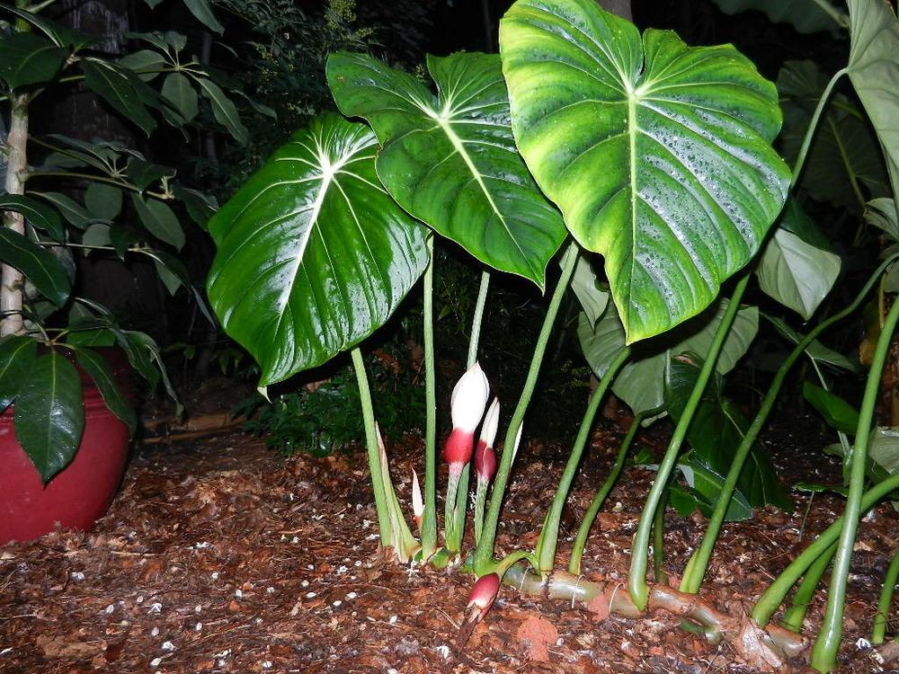 Photo of Philodendron pastazanum uploaded by homer1958