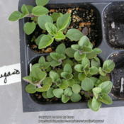 Hardy oregano seedling