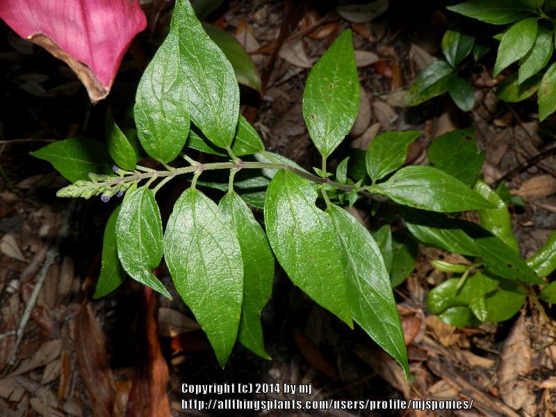 Photo of Skullcap (Scutellaria javanica) uploaded by mjsponies