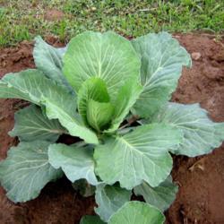 Location: Water Valley, MS
Date: 2014-05-17
Cabbage 'All Season' Prior to Heading