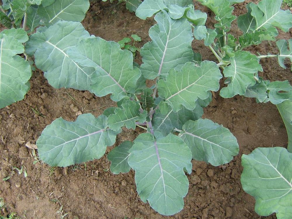 Photo of Cauliflower (Brassica oleracea var. botrytis 'Romanesco') uploaded by saltmarsh