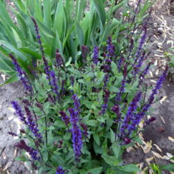 Location: Lincoln NE zone 5
Date: 2014-05-19
This salvia starts blooming the same time as tall bearded iris an