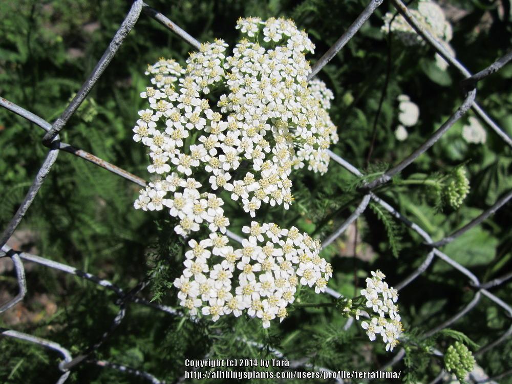 Photo of Yarrow (Achillea millefolium) uploaded by terrafirma