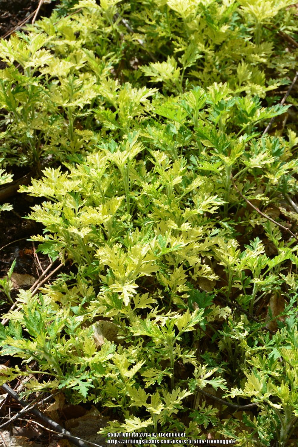 Photo of Variegated Mugwort (Artemisia vulgaris Oriental Limelight) uploaded by treehugger