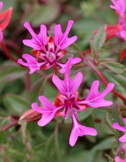 Photo of Fairy Fans (Clarkia concinna 'Pink Ribbons') uploaded by Calif_Sue