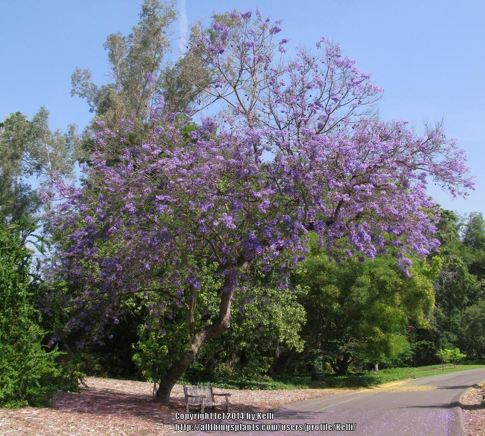 Photo of Jacaranda (Jacaranda mimosifolia) uploaded by Kelli