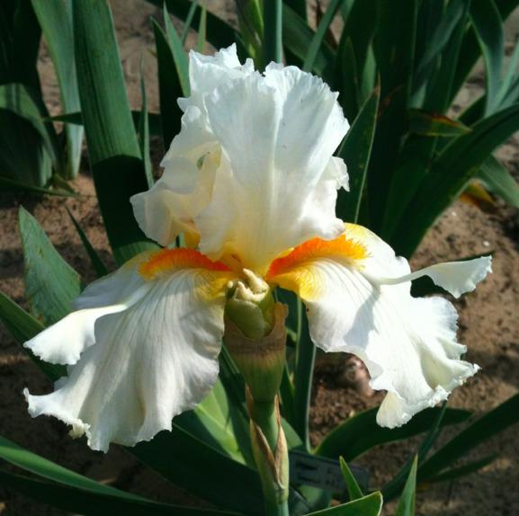 Photo of Tall Bearded Iris (Iris 'Snow Spoon') uploaded by Moiris