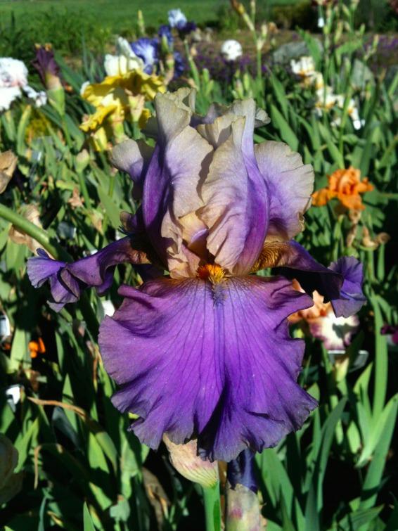 Photo of Tall Bearded Iris (Iris 'Kevin's Theme') uploaded by Moiris
