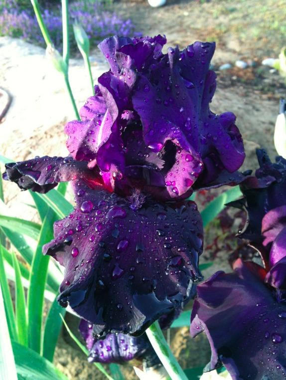 Photo of Tall Bearded Iris (Iris 'Warranty') uploaded by Moiris