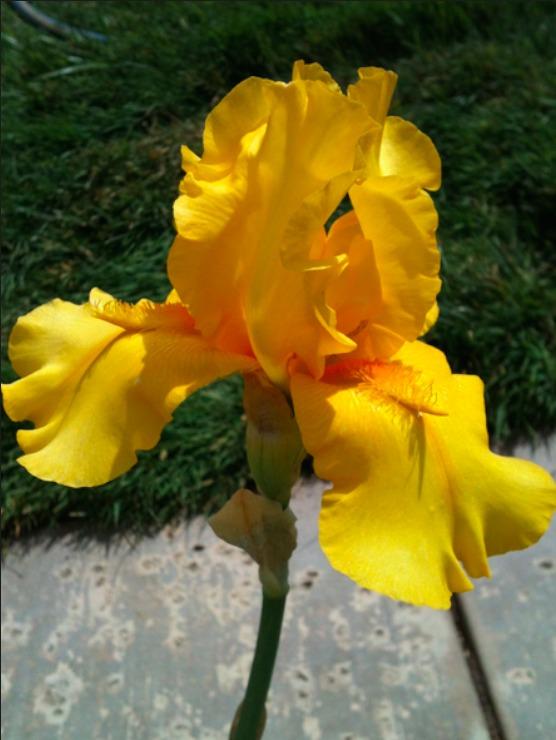 Photo of Tall Bearded Iris (Iris 'Time Traveler') uploaded by Moiris