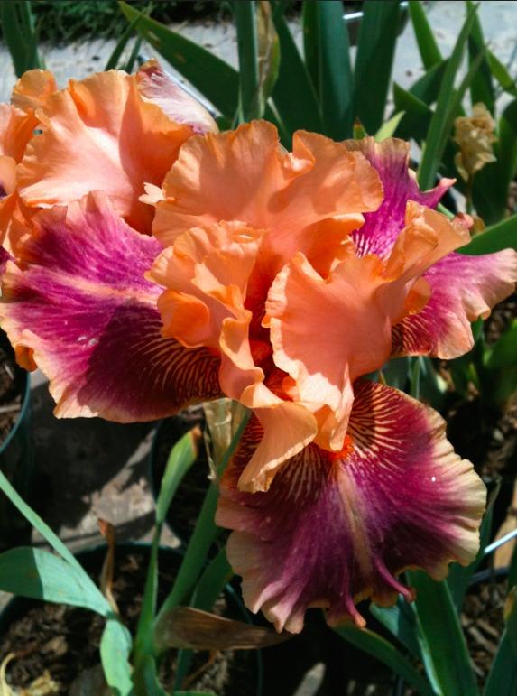 Photo of Tall Bearded Iris (Iris 'Aardvark Lark') uploaded by Moiris