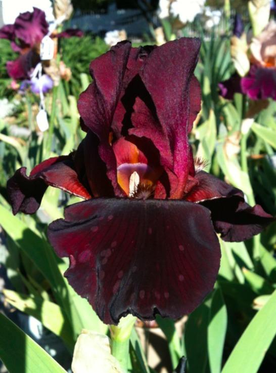 Photo of Tall Bearded Iris (Iris 'Jewel Tone') uploaded by Moiris