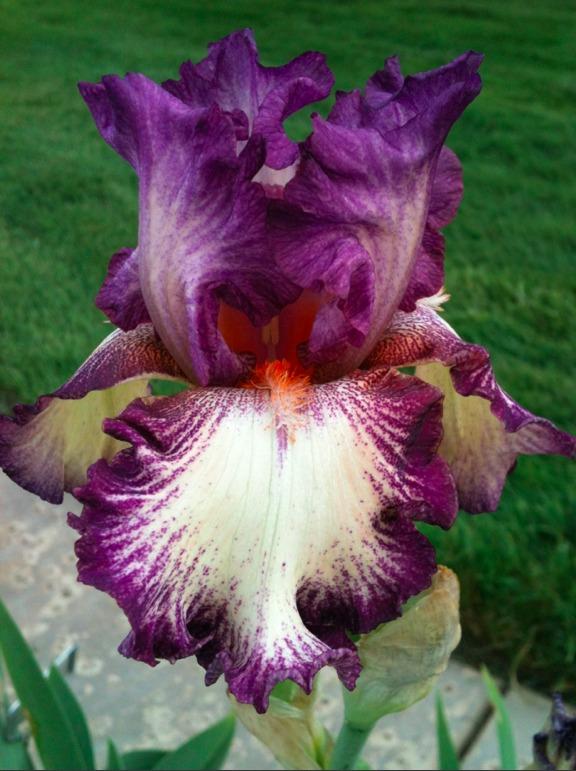 Photo of Tall Bearded Iris (Iris 'Silk Brocade') uploaded by Moiris