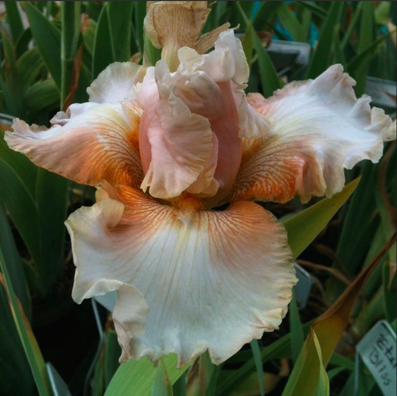Photo of Tall Bearded Iris (Iris 'Impeccable Taste') uploaded by Moiris