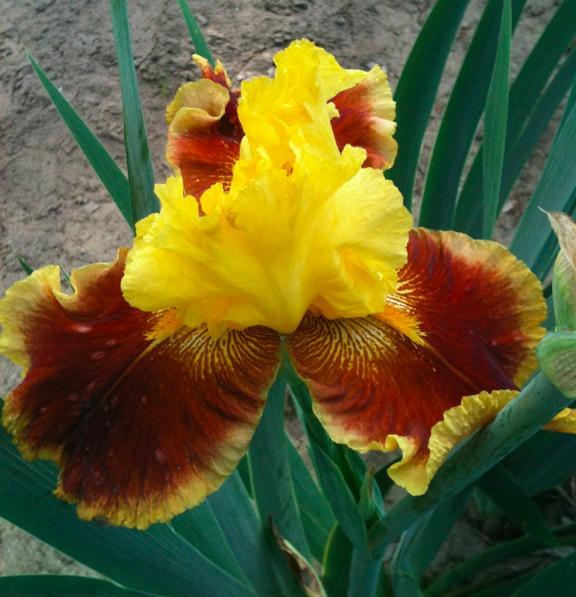 Photo of Tall Bearded Iris (Iris 'Pass the Shades') uploaded by Moiris