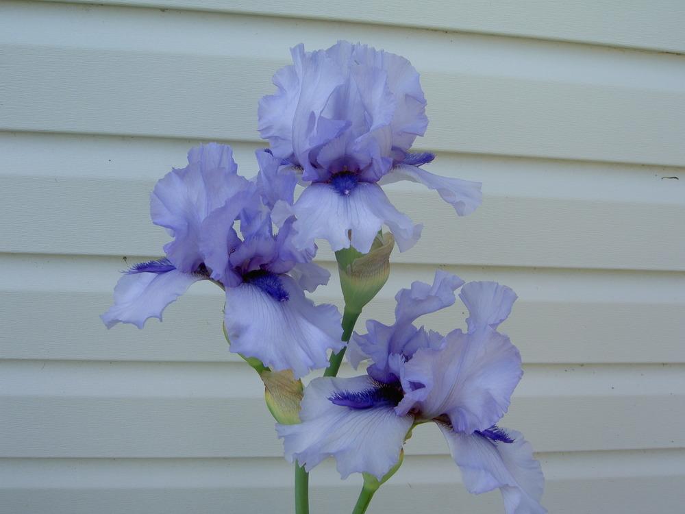 Photo of Tall Bearded Iris (Iris 'Alien Mist') uploaded by Muddymitts