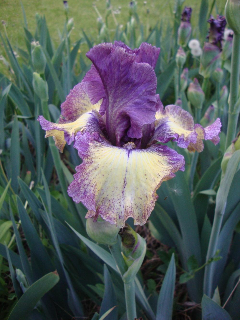 Photo of Tall Bearded Iris (Iris 'Foolish Dreamer') uploaded by Paul2032