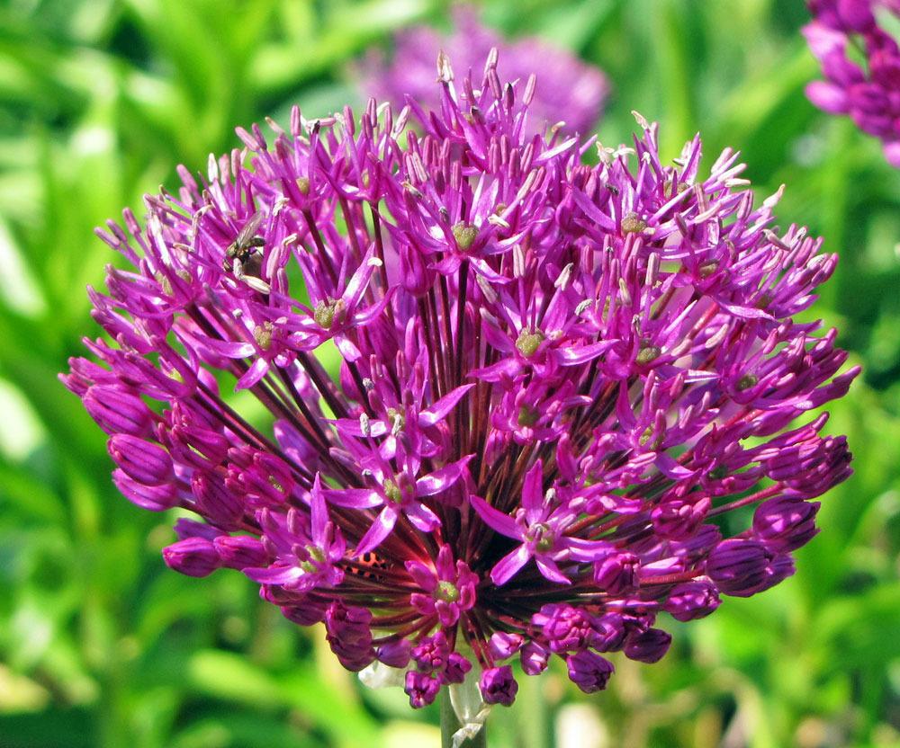 Photo of Flowering Onion (Allium 'Purple Sensation') uploaded by TBGDN