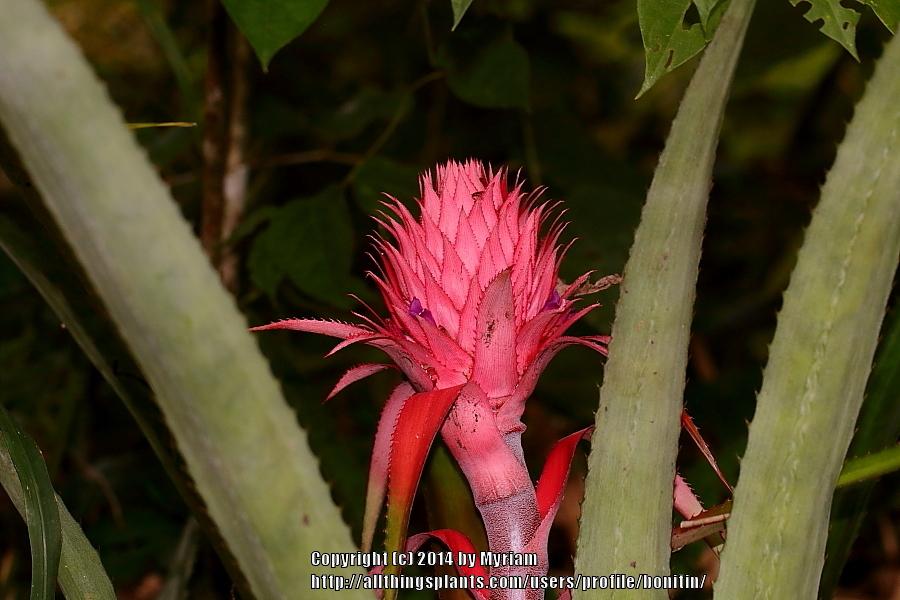 Photo of Red Pineapple (Ananas comosus var. bracteatus) uploaded by bonitin