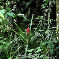 Location: Atlantic rainforest, Paraty, Brazil
Date: 2014-01-08