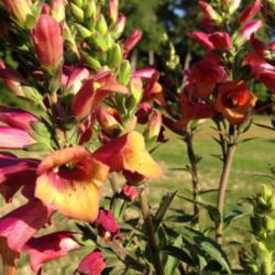 Location: Medina, TN
Date: May 2014
Foxglove 'Ruby Glow' is a hybrid with multiple flower stems.