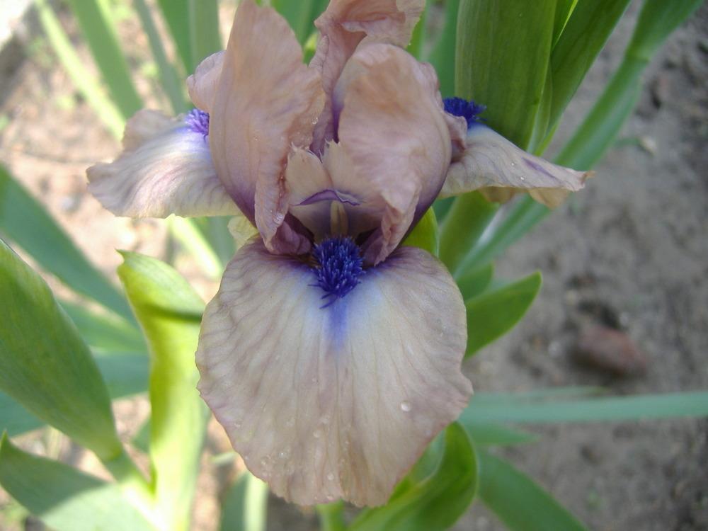 Photo of Miniature Dwarf Bearded Iris (Iris 'Brevity') uploaded by tveguy3