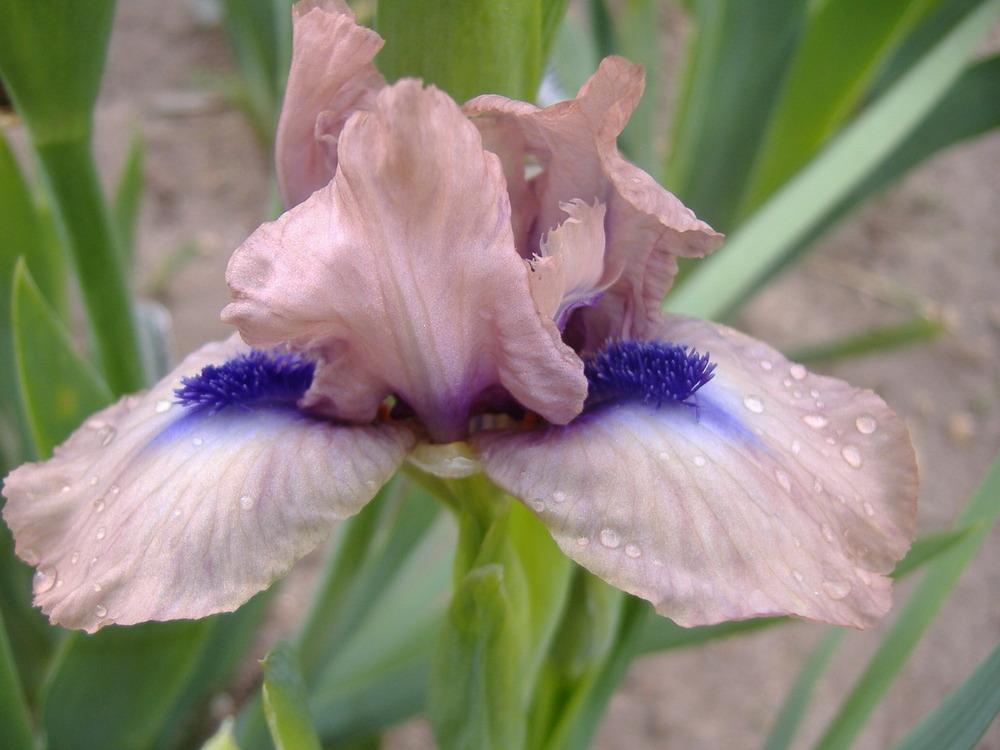 Photo of Miniature Dwarf Bearded Iris (Iris 'Brevity') uploaded by tveguy3