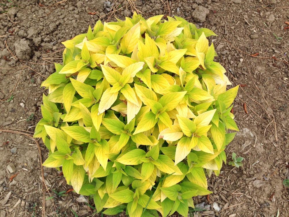 Photo of Golden Leaved Pineapple Sage (Salvia elegans Rockin'® Golden Delicious) uploaded by HamiltonSquare
