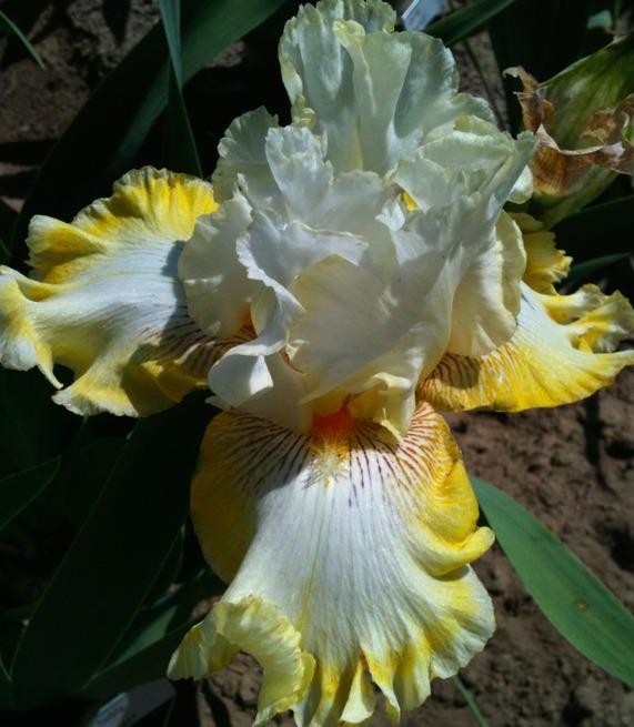 Photo of Tall Bearded Iris (Iris 'Double Ringer') uploaded by Moiris