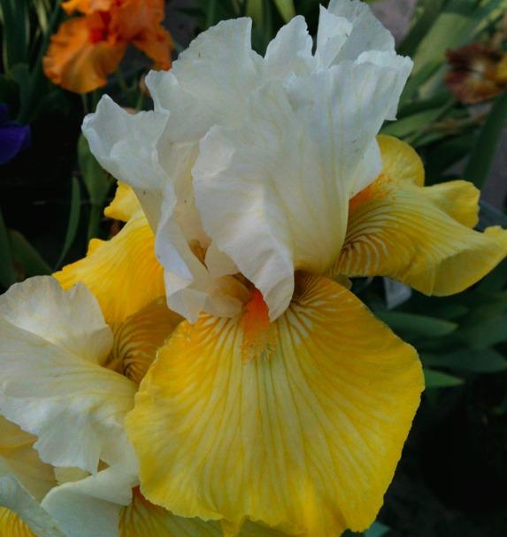 Photo of Tall Bearded Iris (Iris 'Dutch Custard') uploaded by Moiris