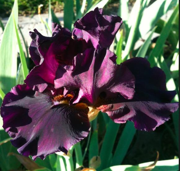 Photo of Tall Bearded Iris (Iris 'Legends of Fall') uploaded by Moiris