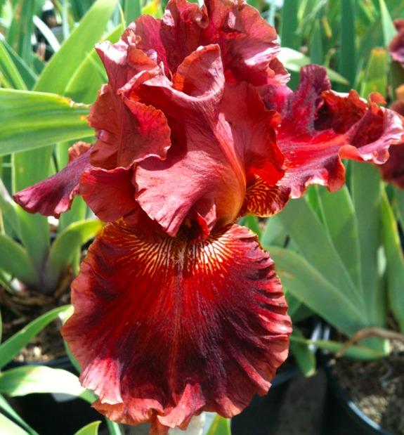 Photo of Tall Bearded Iris (Iris 'Play with Fire') uploaded by Moiris