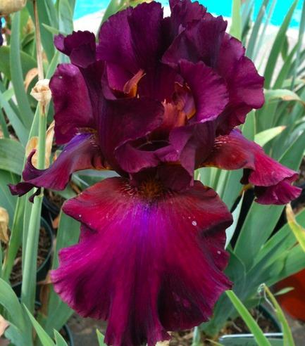 Photo of Tall Bearded Iris (Iris 'Merlot') uploaded by Moiris