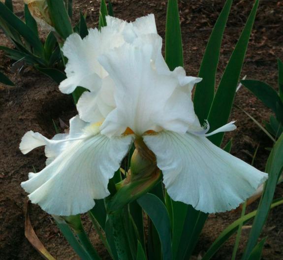Photo of Tall Bearded Iris (Iris 'Wings of Peace') uploaded by Moiris