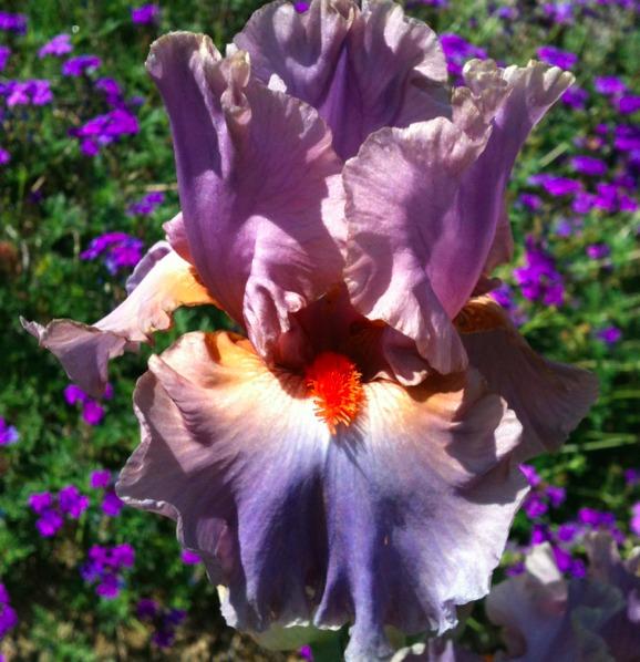 Photo of Tall Bearded Iris (Iris 'Amity Reserve') uploaded by Moiris