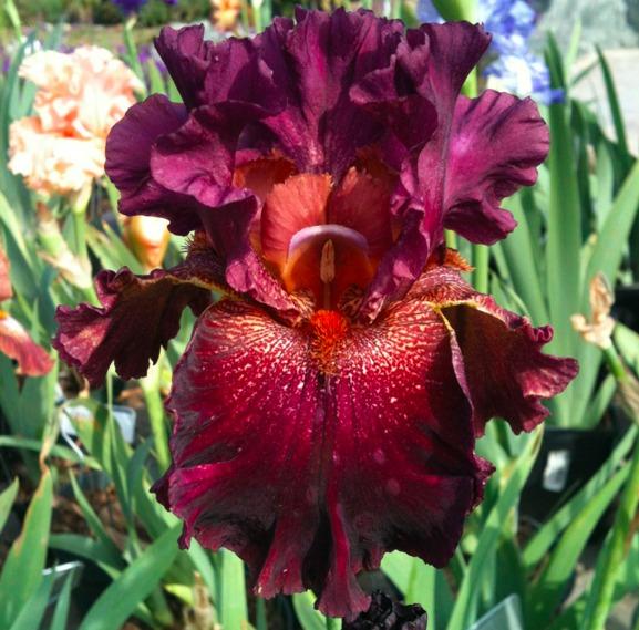 Photo of Tall Bearded Iris (Iris 'Star Surge') uploaded by Moiris