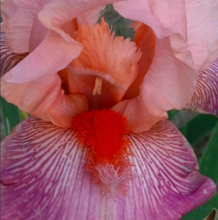 Photo of Tall Bearded Iris (Iris 'Fuzzy Wuzzy Rocket') uploaded by Moiris