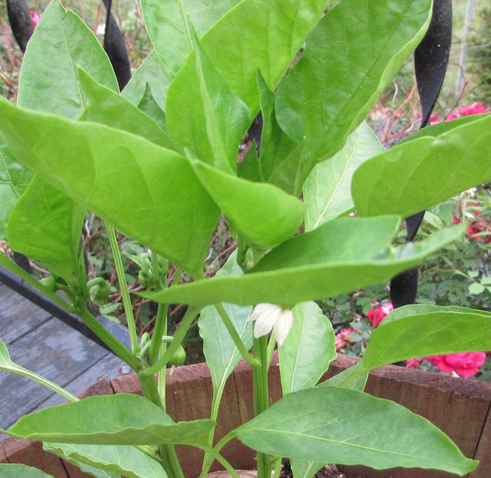 Photo of Sweet Pepper (Capsicum annuum 'Giant Marconi') uploaded by SongofJoy