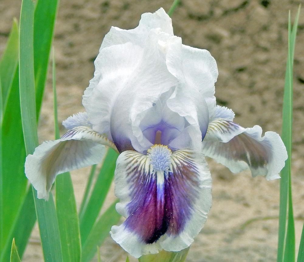 Photo of Standard Dwarf Bearded Iris (Iris 'Puddy Tat') uploaded by TBGDN
