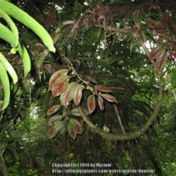 Location: Atlantic rainforest, Paraty, Brazil
Date: 2013-12-21