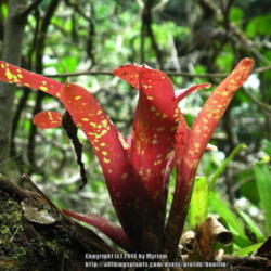 Location: Atlantic rainforest, Paraty, Brazil
Date: 2010-01-26