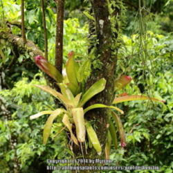 Location: Atlantic rainforest, Paraty, Brazil
Date: 2013-12-11
