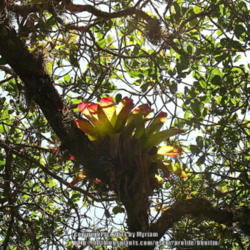 Location: Atlantic rainforest, Paraty, Brazil
Date: 2010-02-04