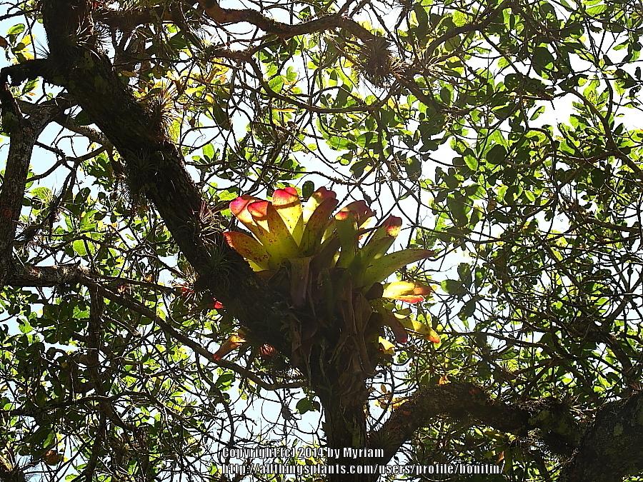 Photo of Bromeliad (Neoregelia) uploaded by bonitin