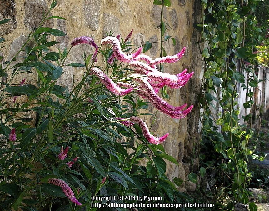 Photo of Wheatstraw Celosia (Celosia spicata 'Flamingo Feather') uploaded by bonitin