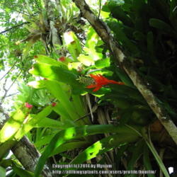 Location: Atlantic rainforest, Paraty, Brazil
Date: 2010-02-03