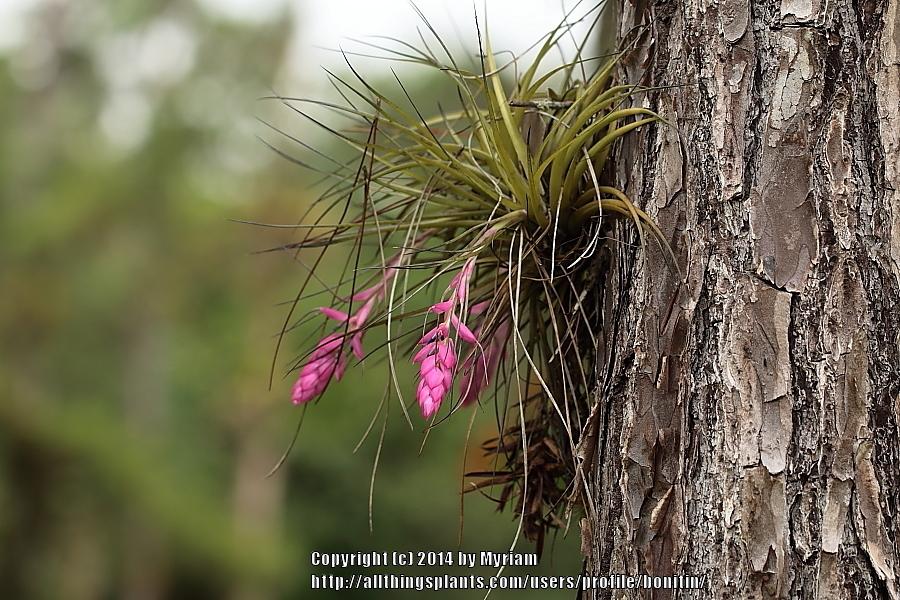 Photo of Air Plant (Tillandsia stricta) uploaded by bonitin