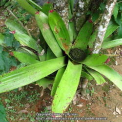 Location: Atlantic rainforest, Paraty, Brazil
Date: 2010-01-22