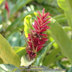 Location: Paraty, Brazil
Date: 2013-12-19
Mature flower producing plantlets..
