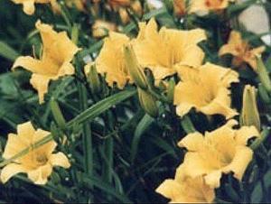Photo of Daylily (Hemerocallis 'Golden Dewdrop') uploaded by chalyse